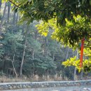 고내상 | 제주올레길 15-A코스 후기｜고내포구 출발 중산간 숲길 코스