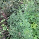 잣나무집정원 이미지