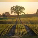 유산균약국 이미지