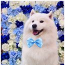 안아줄개 이미지