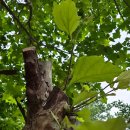 이심전심 이미지