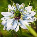 3월 31일 오늘의 탄생화 흑종초 (Nigella Damascena) 이미지