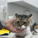 함께냥 대전점 네이버블로그