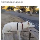 버니 이미지