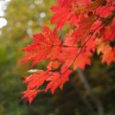 바디슬림헬스 이미지