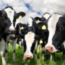 보배목장 이미지