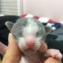 폴캐터리 네이버블로그