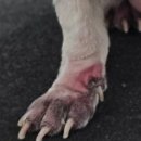 폴인럽 애견&고양이 미용 돌봄&호텔 이미지