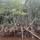 석양풍경 | 코타키나발루반딧불투어후기 픽업 서비스 맹그로브 석양 반딧불