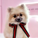 애견매니아 이미지