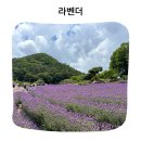 아뜰리에빛 | 양산 가볼만한곳 느티나무의사랑 카페 라벤더 축제 아뜰리에 올모 후기
