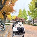 도그스토리 | 왓도그캣 무료 펫 선물 후기, 포로리 강아지 유모차