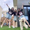 비비&숑숑 반려견펜션 이미지