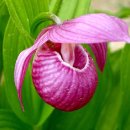 복주머니 이미지