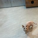 순복이네 스핑크스 이미지