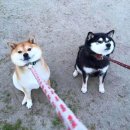 너와의 산책 이미지