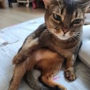 성꼬미 이미지