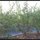 덕우농장 이미지