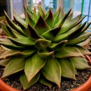 마리아A+ 이미지