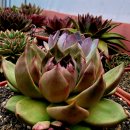 엘도라도 이미지