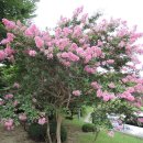 도계광장교차로 이미지