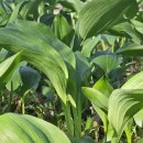 기서농장 | 명이나물(산마늘) 수확하기