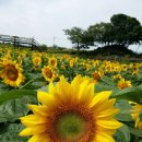 번영로농장 이미지