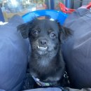 베베드시앙 이미지