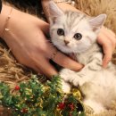 도그마루 강아지 고양이 천안아산점 이미지