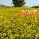 한강시민공원(등수국터널 2) | 구리한강시민공원 유채꽃 축제 끝난 지금 가야 하는 이유(주차 꿀팁)