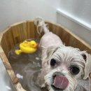 하리몽 네이버블로그