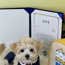 멍문대 애견유치원 이미지