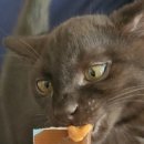 웰케어 동물병원 이미지