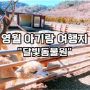나뱅이길 | 영월 아이와 가볼만한곳 캠핑하기 좋은 날씨 달빛동물원 먹이주기 체험 강원도 여행코스 관광지 후기