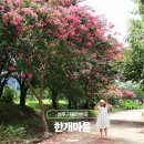 한개마을 | 성주 가볼만한곳 한개마을 배롱나무 8월 국내여행지 추천