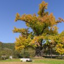 홍산객사 은행나무 이미지