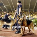 stadium of dogs 이미지