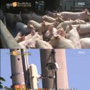 금돼지 은돼지 이미지