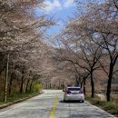 백운면 벚꽃길 이미지