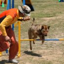 진도개천국 이미지