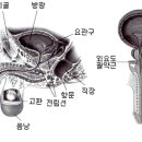 전립선 비대증 그냥 두지 말아요 이미지