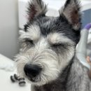 위런한방재활동물병원 이미지