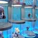 도그럭스 이미지