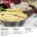 평창천년삼 이미지