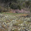 세포마을 이미지