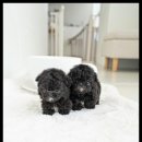 조이퍼피 강아지분양 네이버블로그