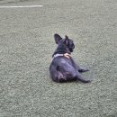 자랑하개 이미지