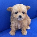 내품안의반려견광명점 이미지