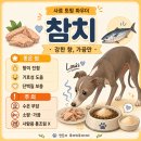 건참치연어