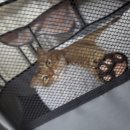 손톱세운고양이